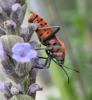 Spilostethus pandurus